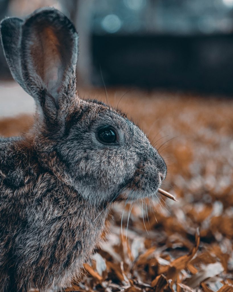 Gray rabbit in a field of orange fall leaves Bunny Chewing on a piece of bark