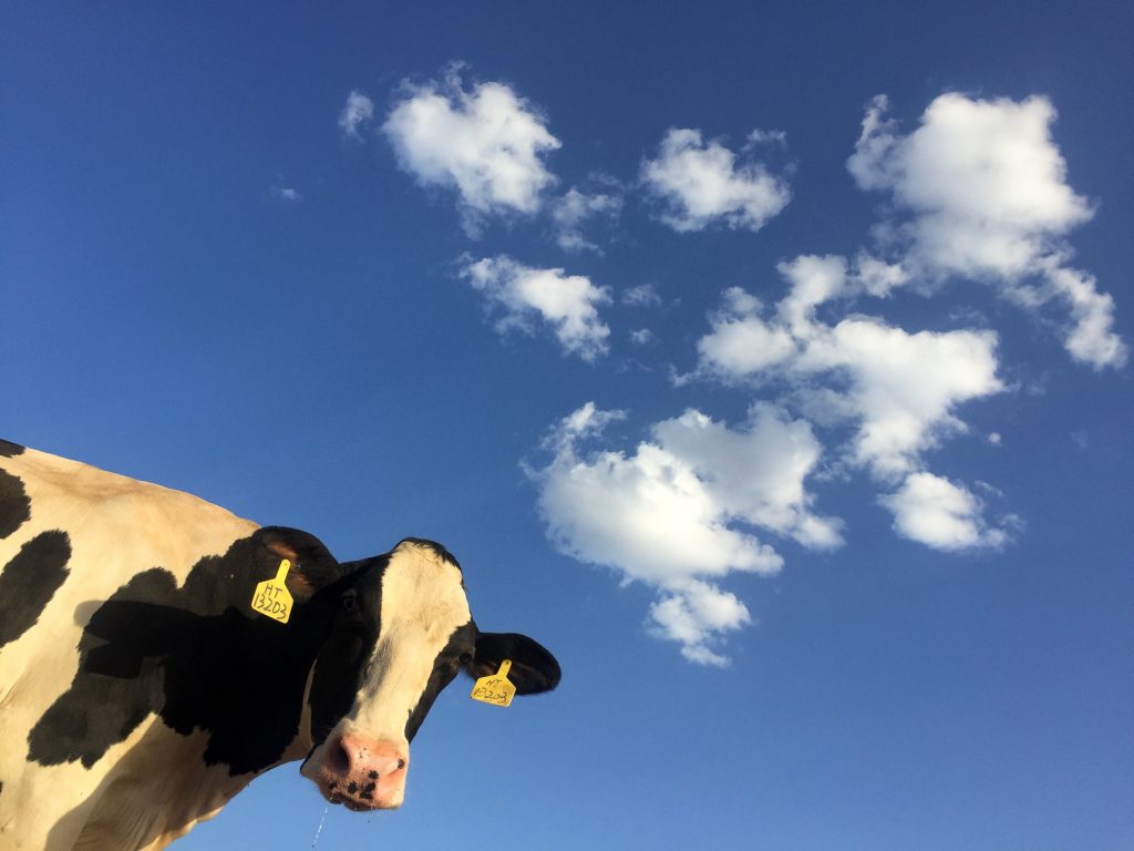 jersey cow against a blue sky backdrop