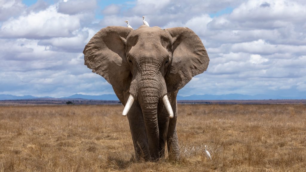 Solitary African bull elephant pictured head on in a sunny, open African plane. 