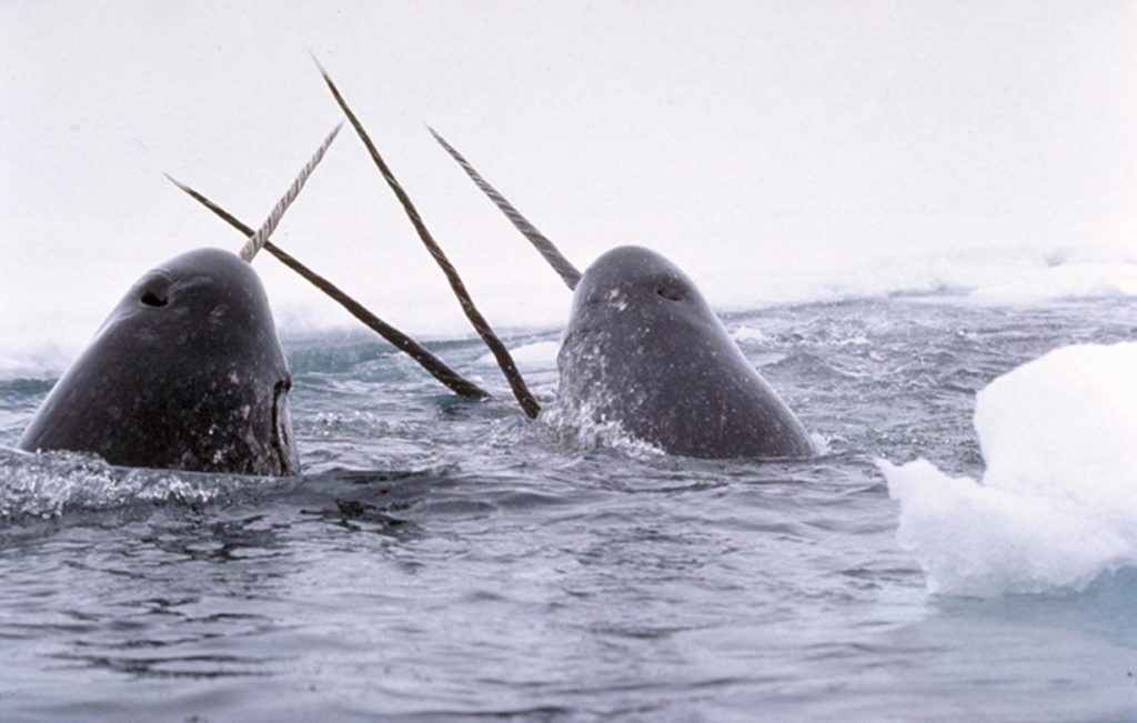 Narwhals coming up for air.