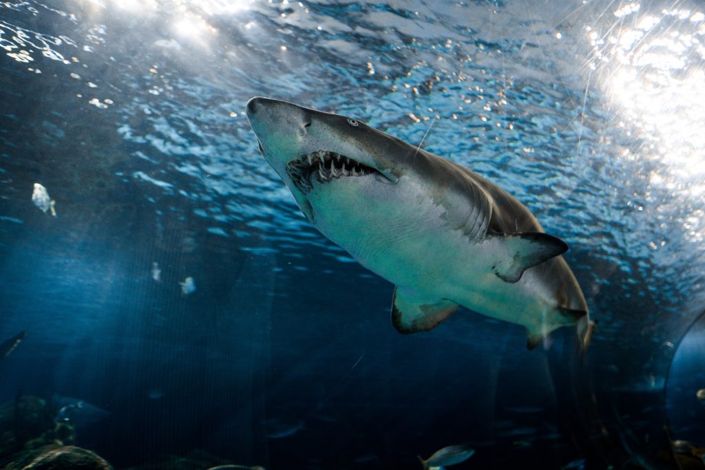 single great white shark, shot from below